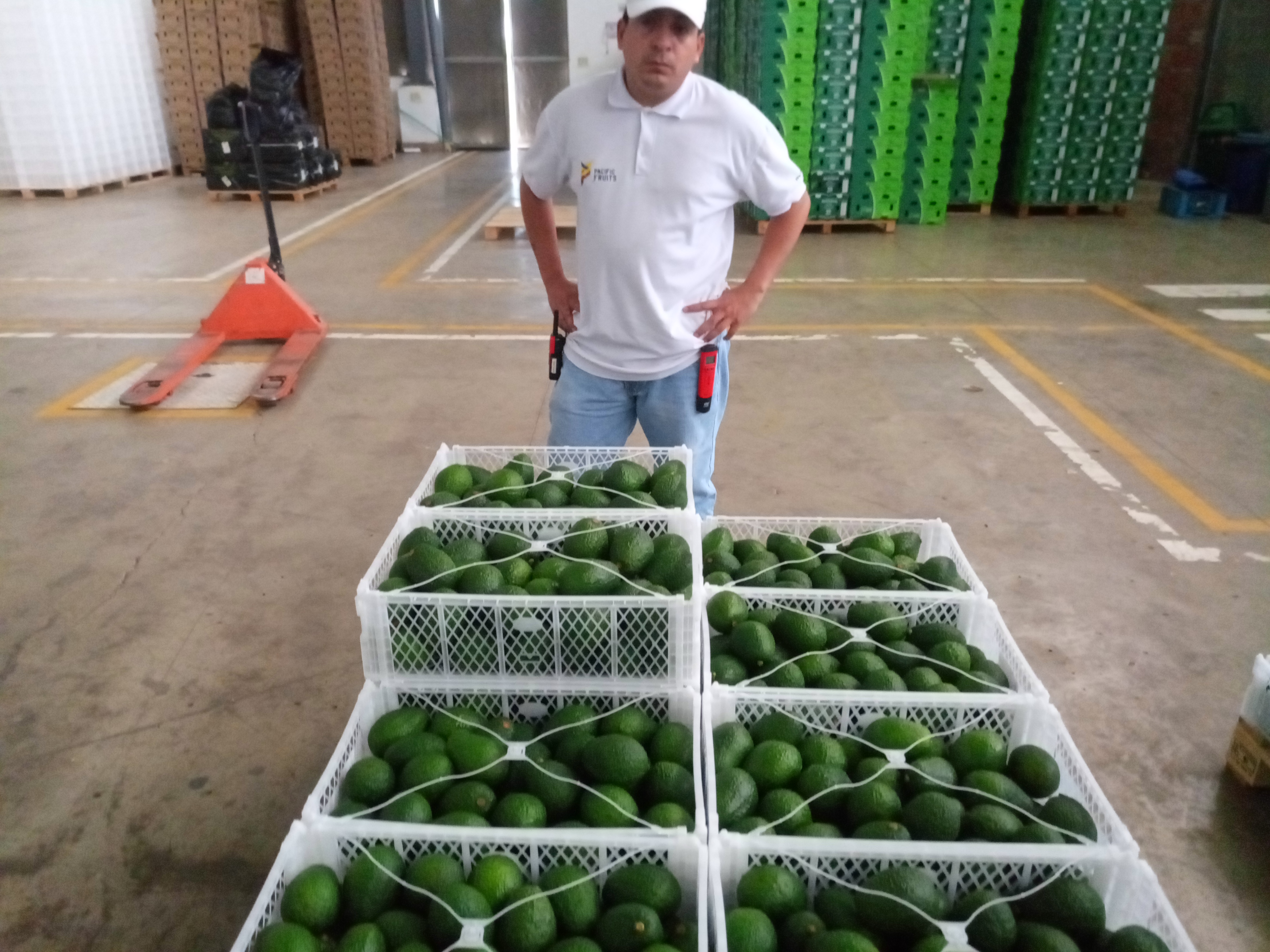 Fruta fresca Dorado División